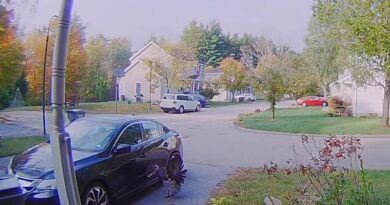 Γαλοπούλα επιτεθείτε σε παρκαρισμένο αυτοκίνητο – Βιντεο