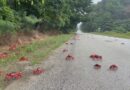 Εκατομμύρια κόκκινα καβούρια στους δρόμους και γέφυρες στην Αυστραλία – Βίντεο